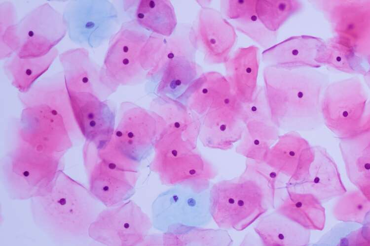 Microscopic cells pink colour