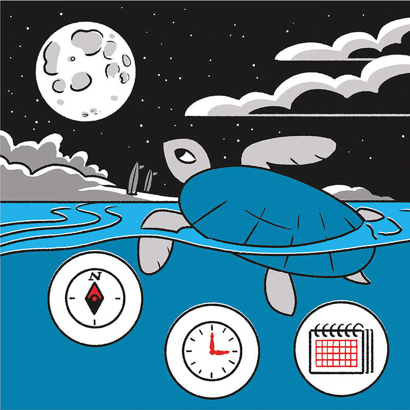 Cartoon shows a sea turtle relying on the moon as a source of navigation and its influence on tidal patterns to calculate when to start nesting.
