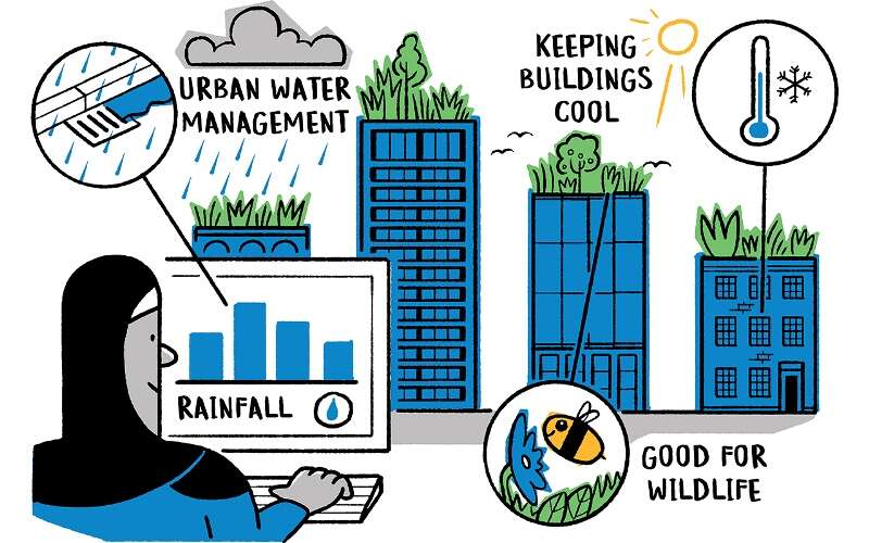 Blue-green roofs help towns and cities to manage excess rainwater, keep buildings cool and support urban wildlife.