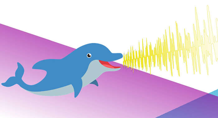 The Big Bounce 2022 Be More Dolphin: a graphic of a dolphin and sound waves